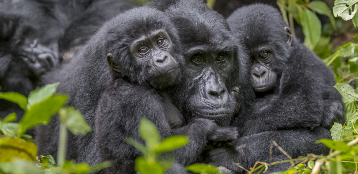 Uganda Gorilla safari 